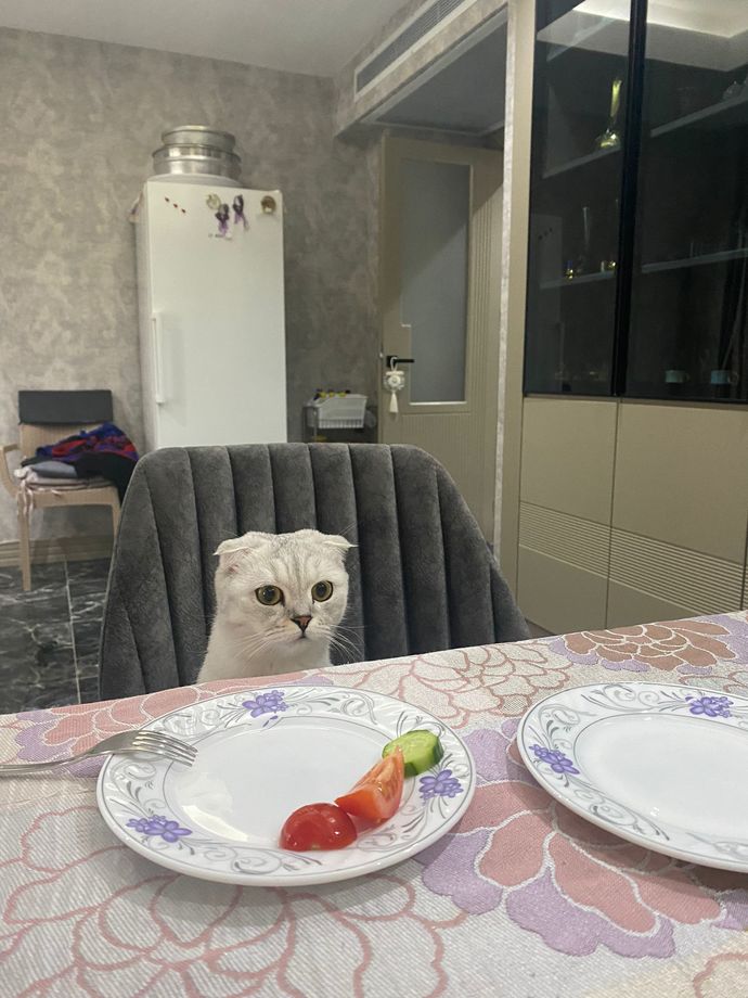 Evcil hayvanınız var mı 🦜?