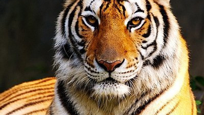 400 kiloyu bulan amur tiger namı diğer sibirya kaplanları hakkında ne düşünüyorsunuz?