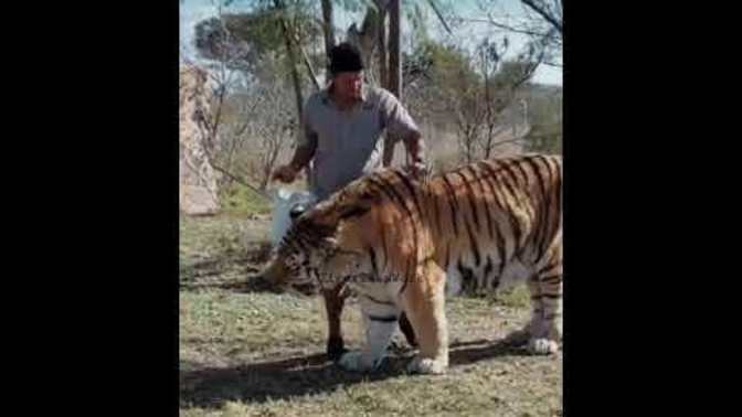 400 kiloyu bulan amur tiger namı diğer sibirya kaplanları hakkında ne düşünüyorsunuz?