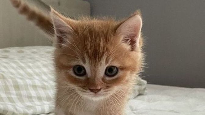 Yavru kız kedim var, adını ne koysam?