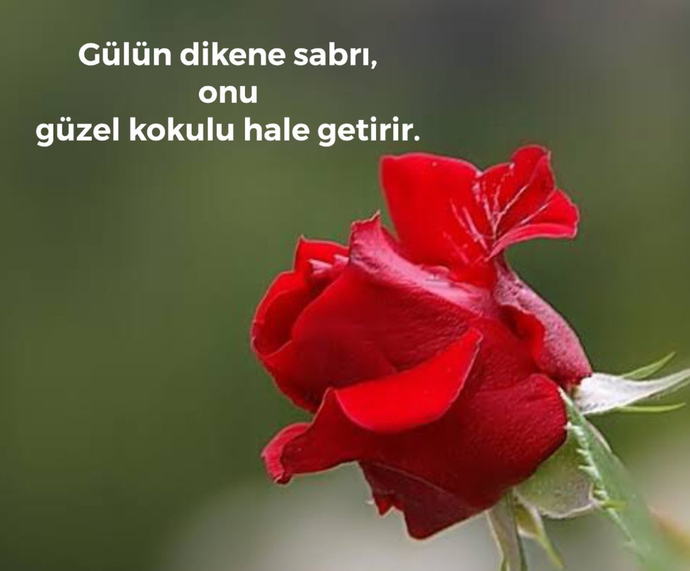 Dikenli yollar Gülün🌹habercisi midir?