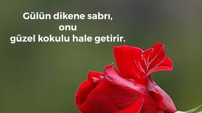 Dikenli yollar Gülün🌹habercisi midir?