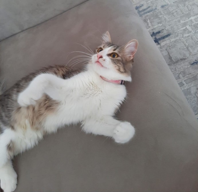 #Diren😽