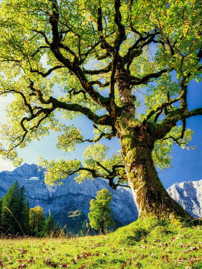 Yaşlanınca ölmeyip herhangi bir ağaca dönüşecek olsanız bu seçim size ait olsa hangi ağacı seçersiniz? Neden?