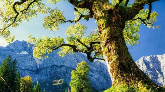 Yaşlanınca ölmeyip herhangi bir ağaca dönüşecek olsanız bu seçim size ait olsa hangi ağacı seçersiniz? Neden?
