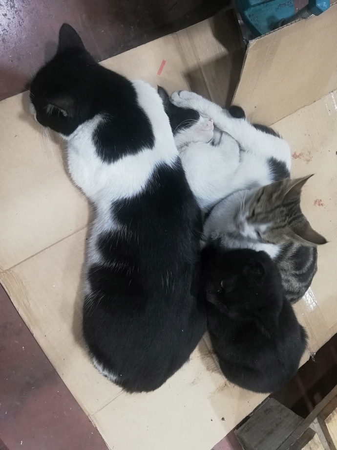 Kedicikler