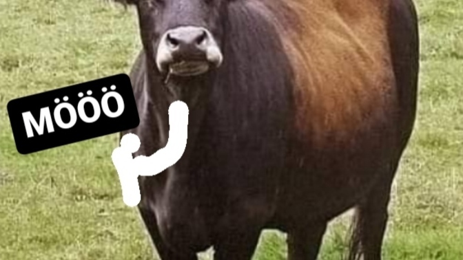 Hem erkeklere öküz diyorsunuz hemde sabahları günaydın mesajı bekliyorsunuz ne yazsın bu adamlar mööö mü?
