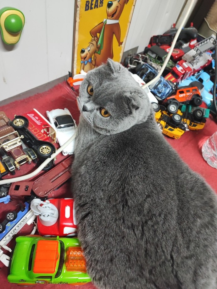 Sizce kedim Çiçek kaç kilo olmuştur?