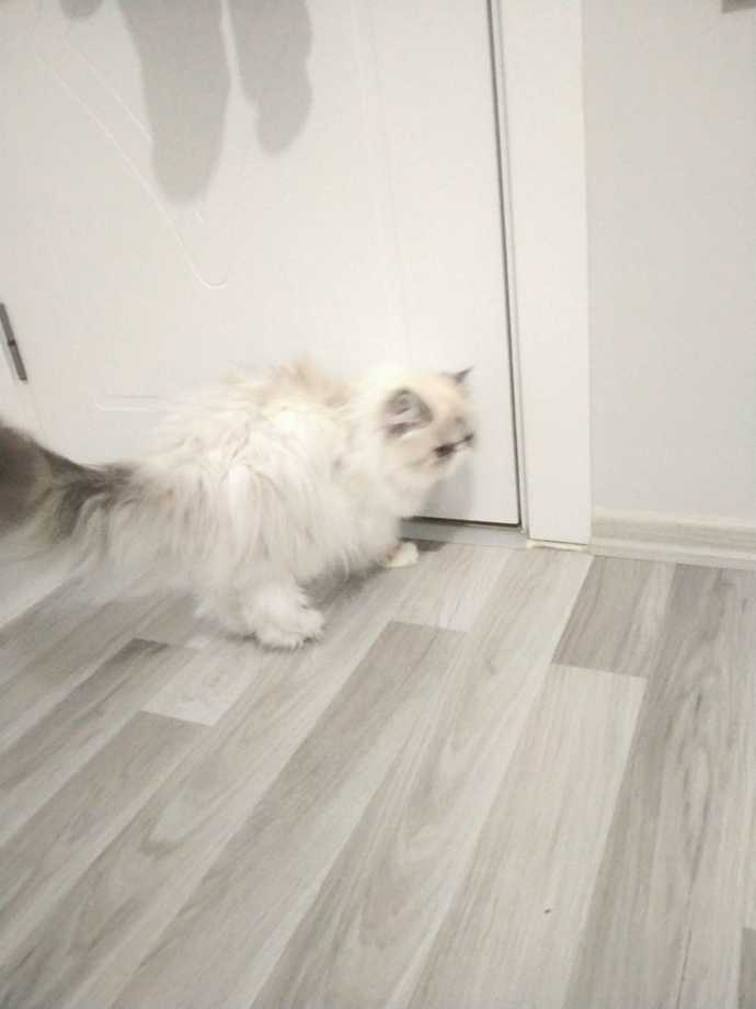 Sizce kedim Çiçek kaç kilo olmuştur?
