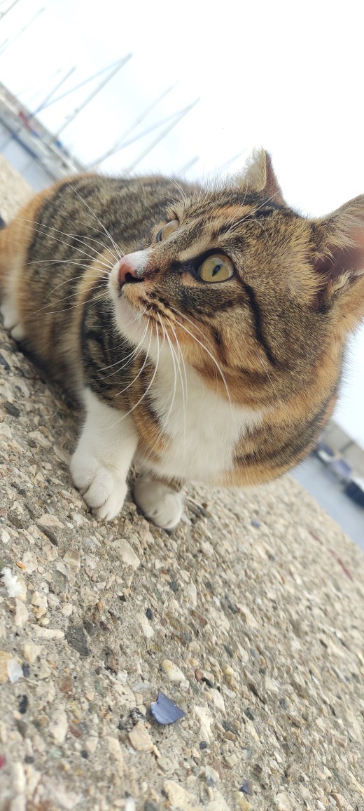 Sizce kedim Çiçek kaç kilo olmuştur?