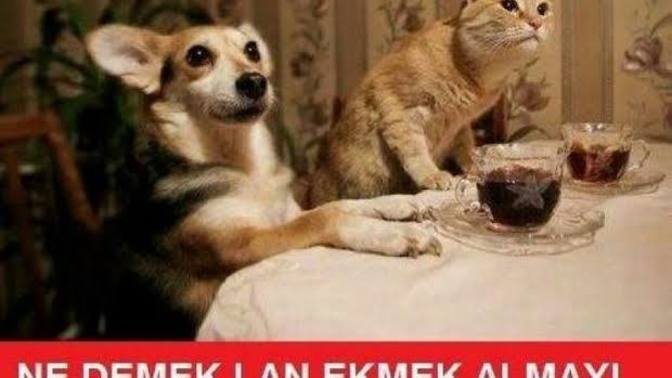 "Lan" kelimesi hakkında ne düşünüyorsunuz size lan diye hitap edilse rahatsız olur musunuz?