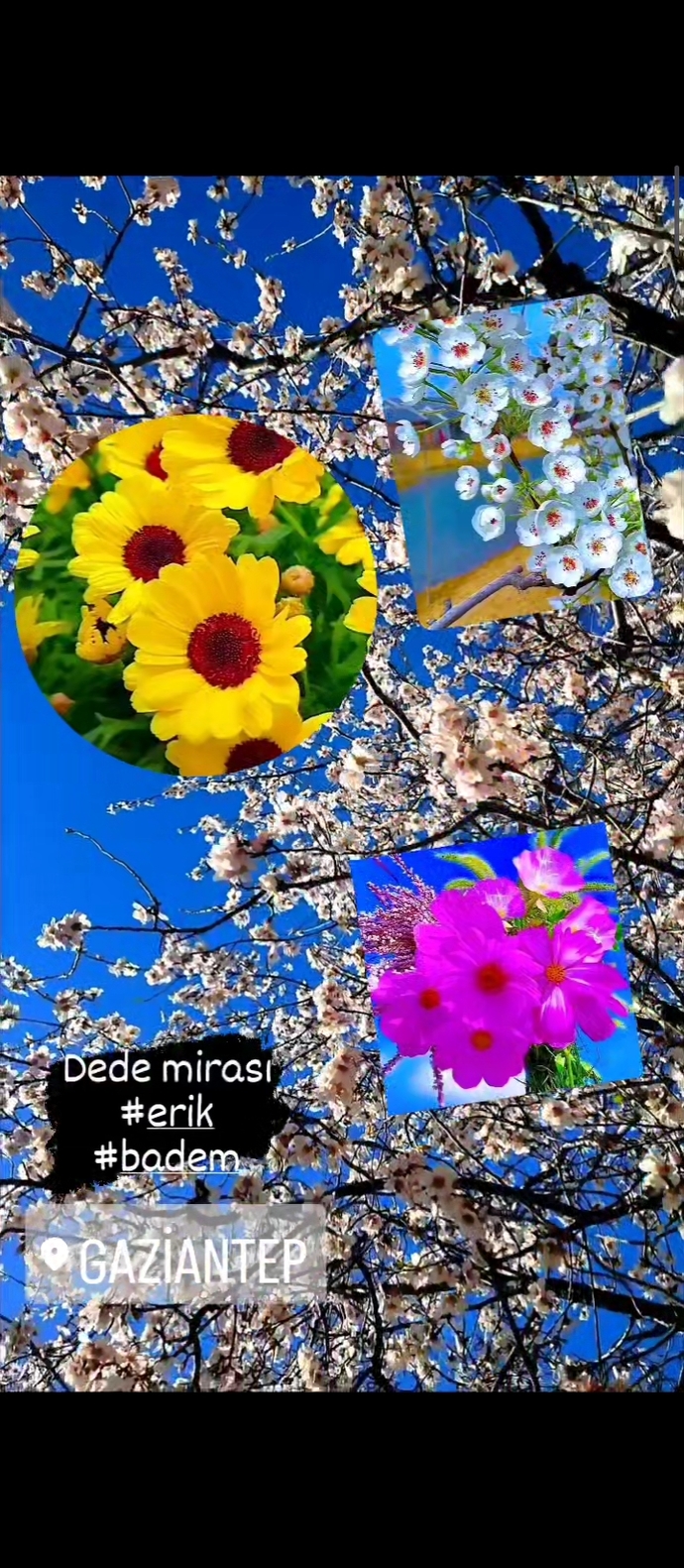 Fıstık mevsimine çok var onun öncesinde çağla, badem...🤩