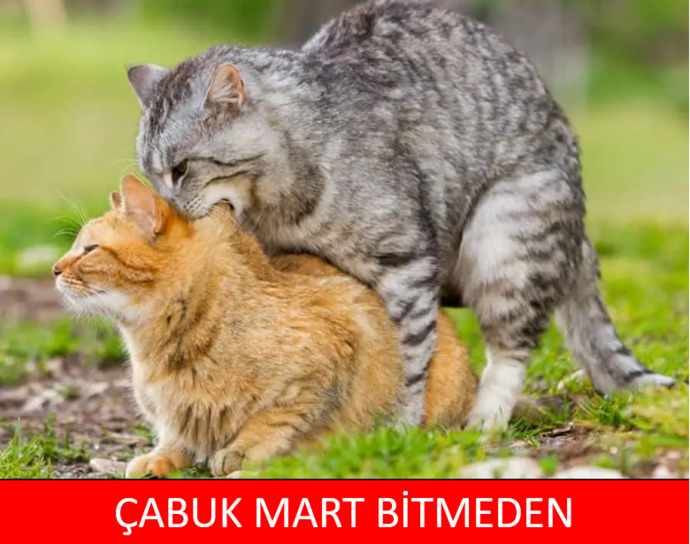 Galiba kedim koluma hallendi?