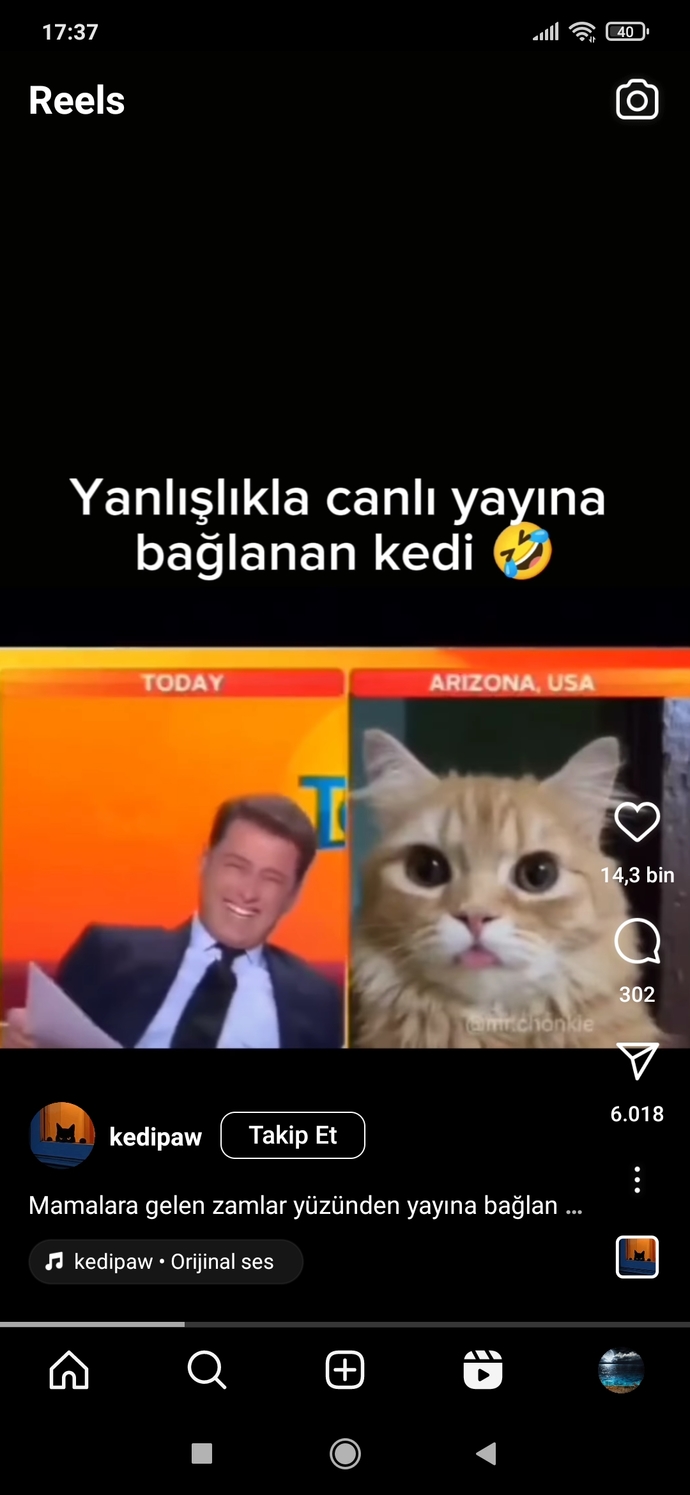 ABDnin arizona eyaletinde bir kedi yanlışlıkla canlı yayına bağlandı?