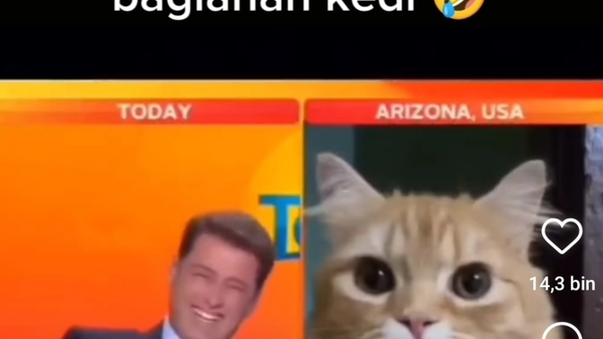 ABD'nin arizona eyaletinde bir kedi yanlışlıkla canlı yayına bağlandı?