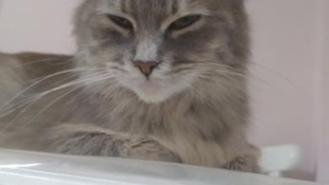 Kedim Pufi'yi evde bulamıyorum, ben onu nasıl bulacağım?