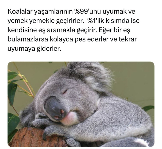 Nekadar üşengeçsin ben az önce koala oldugumu ögrendim yeminle görsel temsilim bakalım kimler tembel kimler atik?