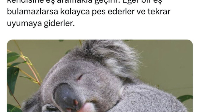 Nekadar üşengeçsin ben az önce koala oldugumu ögrendim yeminle görsel temsilim bakalım kimler tembel kimler atik?