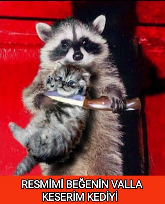 Hic rakun gordunuz mu?