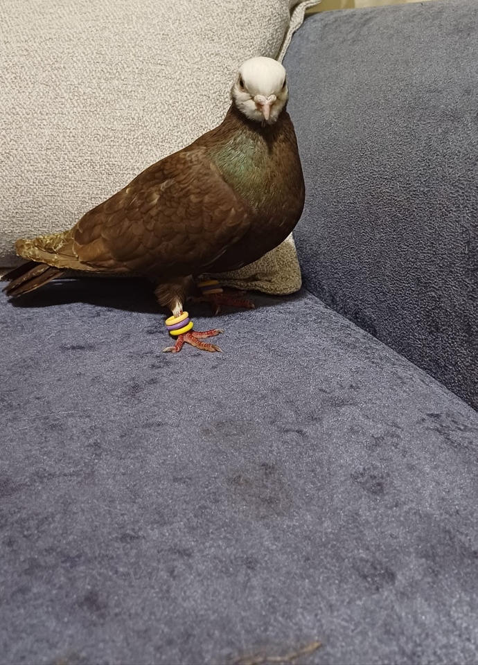 Gece gece balkonuma gelen tanrı misafirime bakar mısınız?
