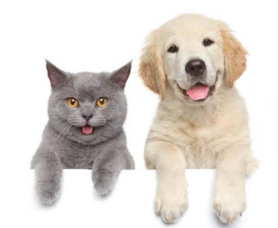 Kedi insanımısınız yoksa köpek mi?