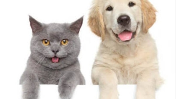 Kedi insanımısınız yoksa köpek mi?