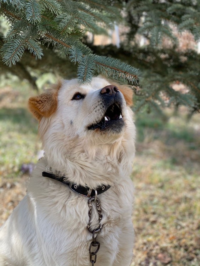 Köpeğin olsa adını ne koyarsın?