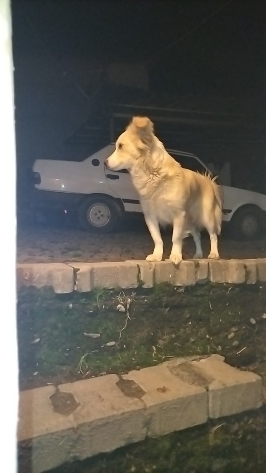 Köpeğin olsa adını ne koyarsın?