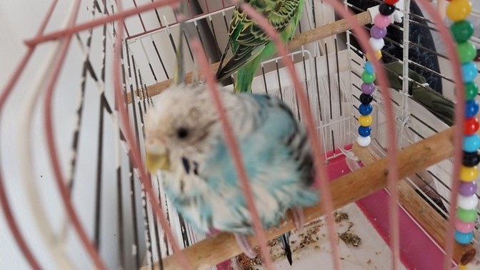 Benim kuşum neden sürekli başını içme suyuna sokup kendini yıkıyor 😂?