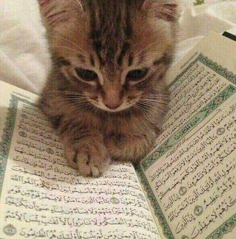 Türkiyede İslam ve Şeriat neden kötüleniyor?