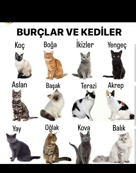 Burçlar kedi olsaydı peki sizin burcunuz?😅?