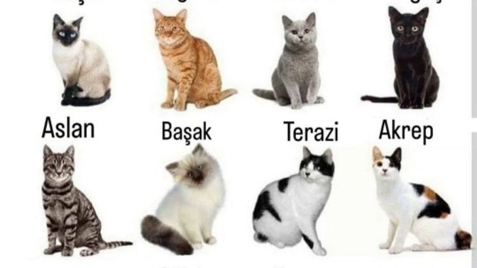 Burçlar kedi olsaydı peki sizin burcunuz?😅?