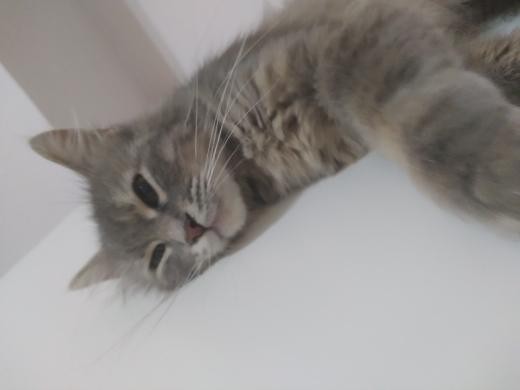 Kedim kapıyı açıp evden kaçmaya çalışıyor, ne yapmalıyım?