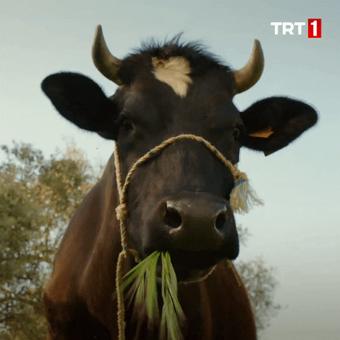 Veganlar ne yiyor?