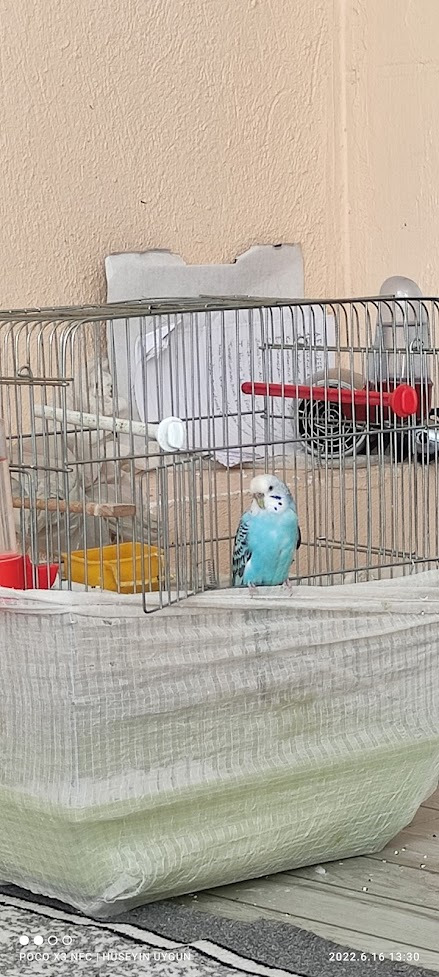 kafesin kapağı da hep açıktı, kaçmazdı da