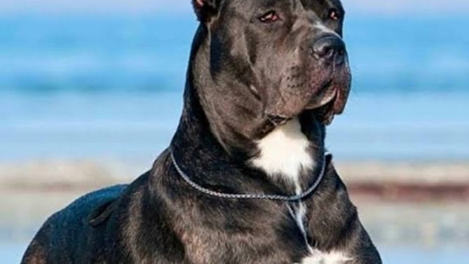 Evde köpek bakmak günah mıdır?