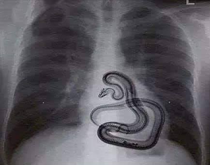 Yılan sever misin🐍?