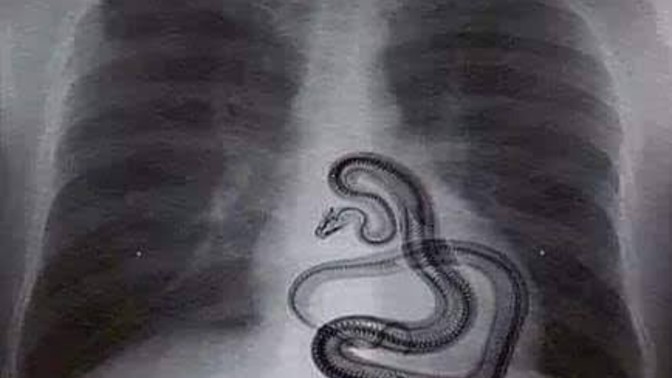 Yılan sever misin🐍?