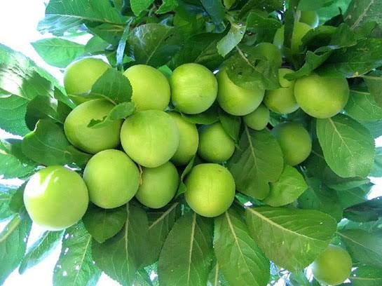 6 erik 60 TL'ye satılıyor! Siz  6 eriğe maksimum kaç TL ödersiniz?