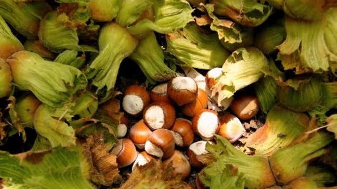 İsrail, Giresun'u neden kıskanıyor?