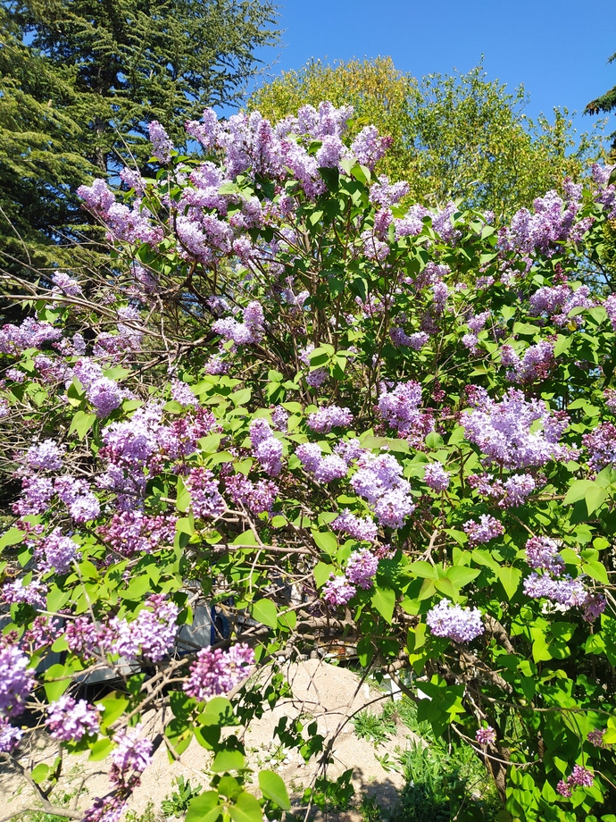 Şu morun güzelliği 💜💜