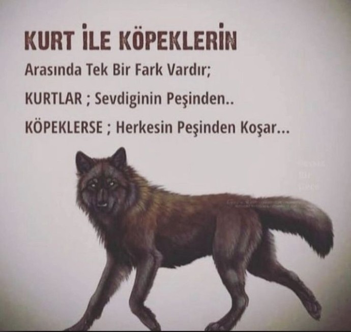 Kurt veya köpek olsaydınız hangisi olurdunuz?