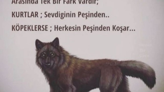 Kurt veya köpek olsaydınız hangisi olurdunuz?