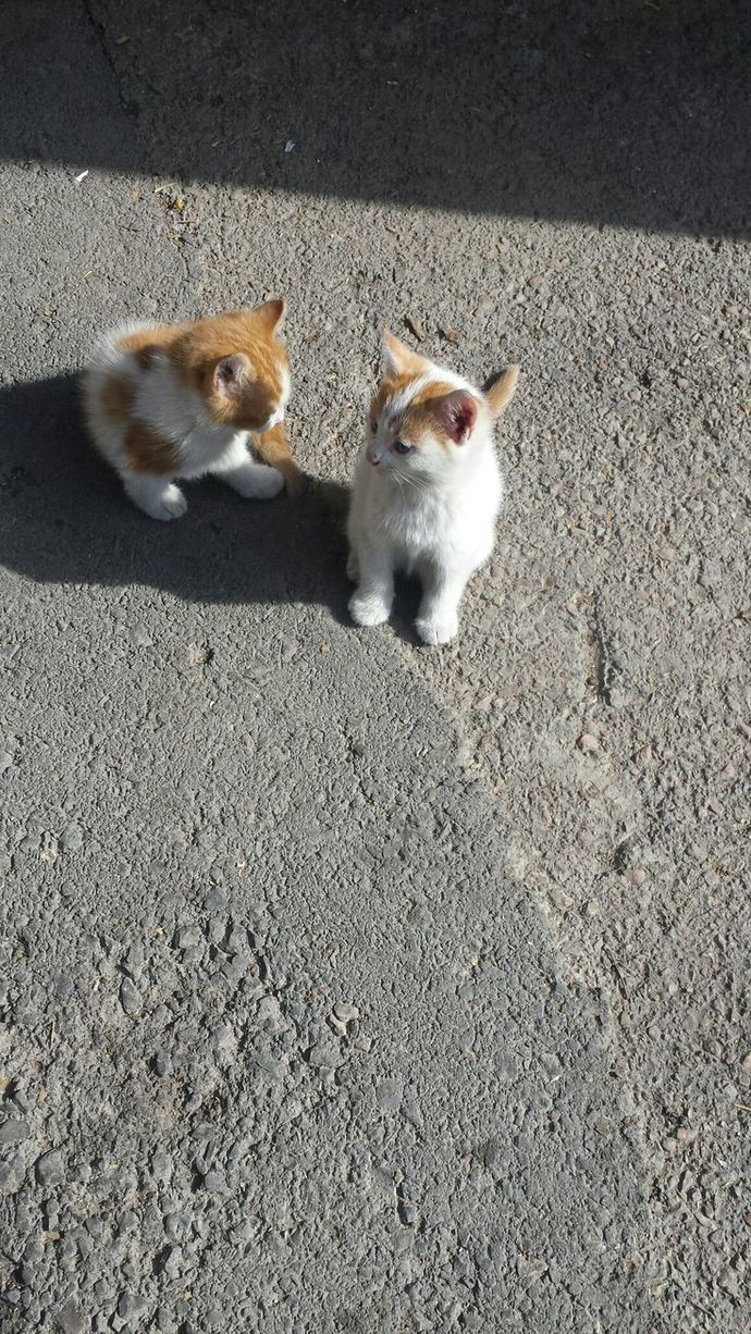 Duygusal olmadığını düşünen insanlar, seni kırmaya çalışır mı?