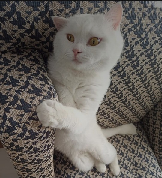 Siz hiç böyle bir tatlı pamuk şekeri gördünüz mü?