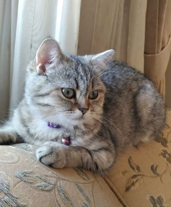 Siz hiç böyle bir tatlı pamuk şekeri gördünüz mü?