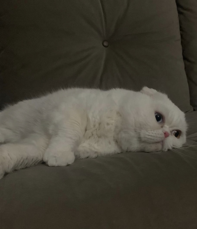 Siz hiç böyle bir tatlı pamuk şekeri gördünüz mü?