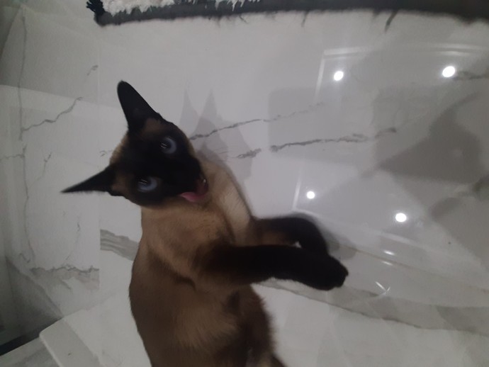 Siz hiç böyle bir tatlı pamuk şekeri gördünüz mü?