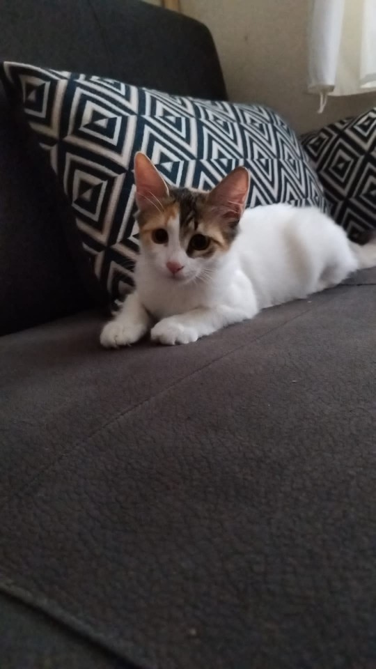 Siz hiç böyle bir tatlı pamuk şekeri gördünüz mü?
