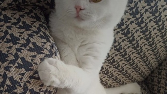 Siz hiç böyle bir tatlı pamuk şekeri gördünüz mü?